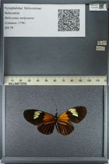 Media type: image;   Entomology 181428